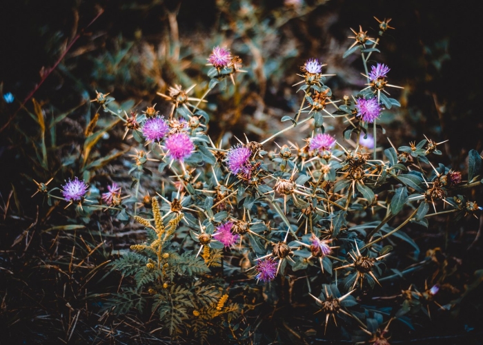 Цветок чертополох