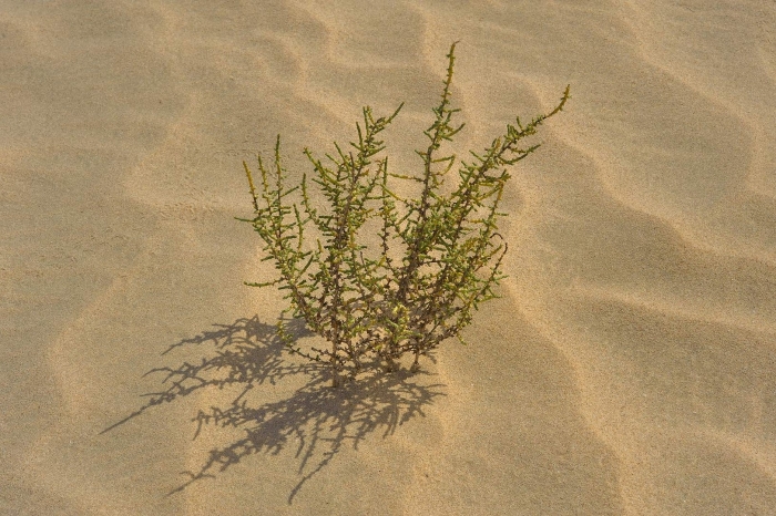 Верблюжья колючка в пустыне