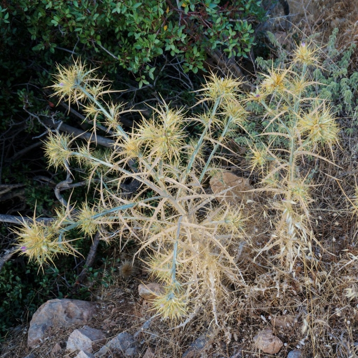 Чертополох колючий сухой