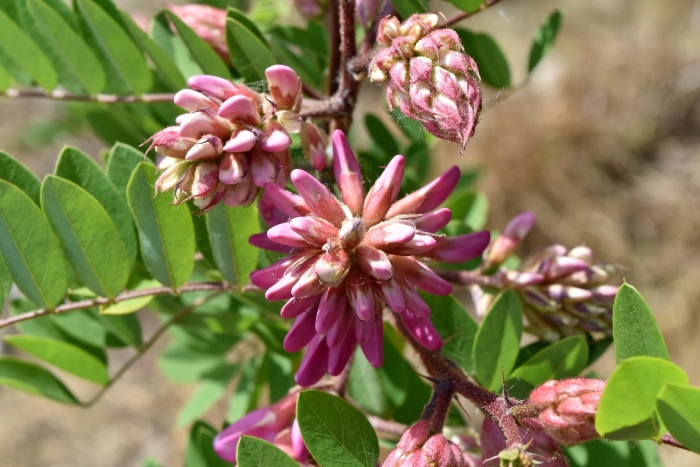 Акация розовая куст