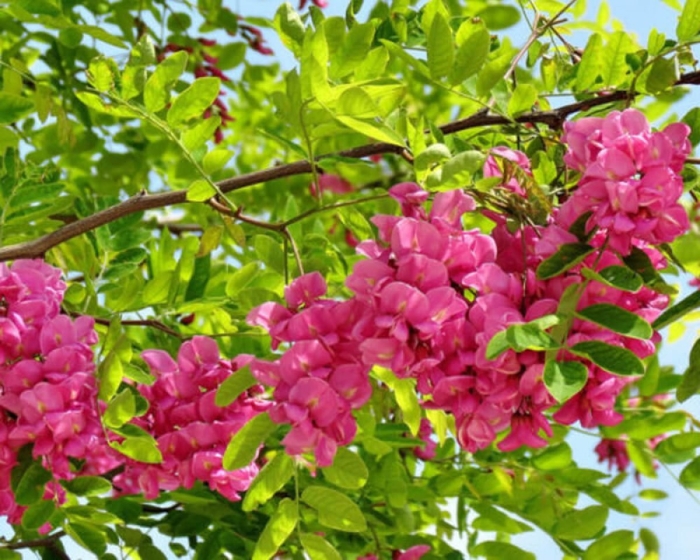 Розовая акация робиния псевдоакация