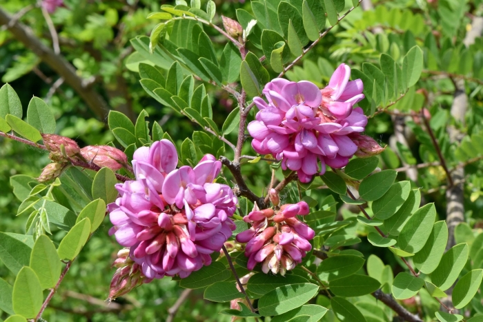 Робиния щетинистоволосая