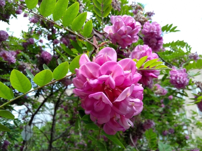 Акация робиния розовая