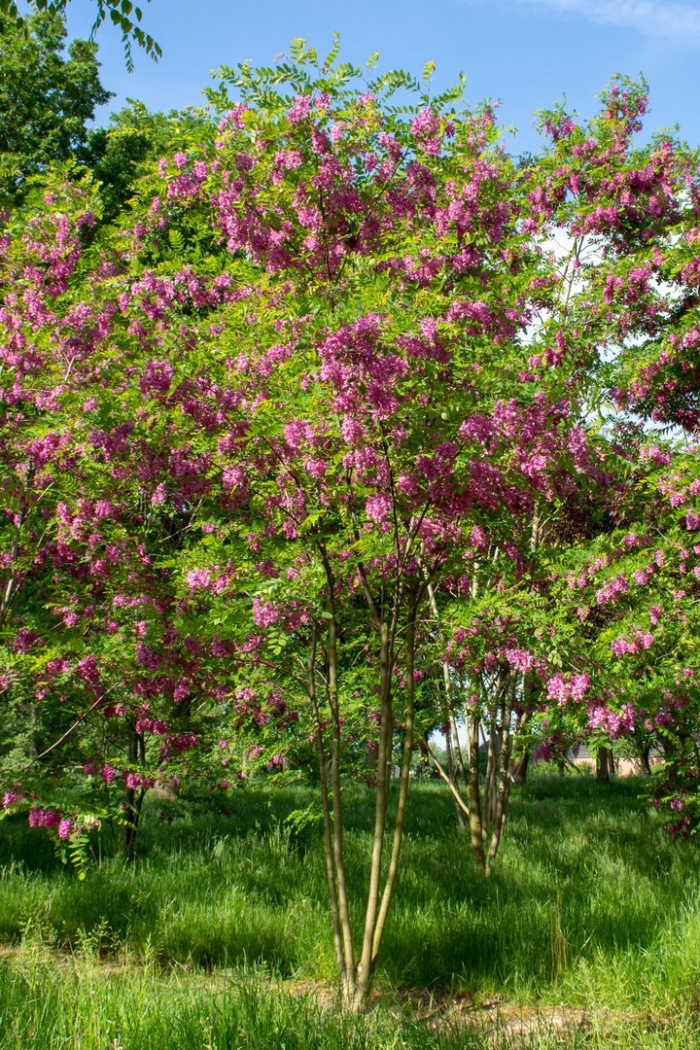 Робиния каскад руж