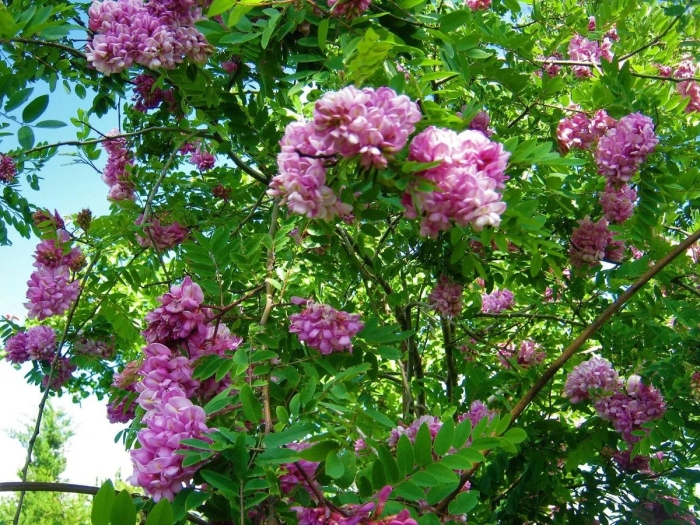 Робиния клейкая акация розовая