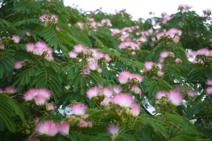 Альбиция ленкоранская акация