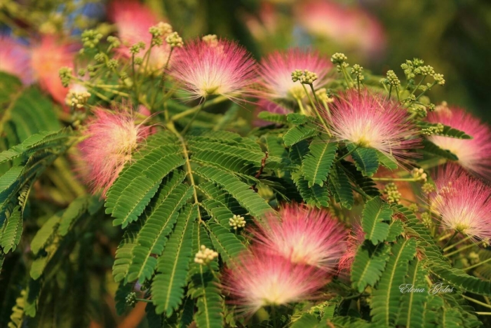 Альбиция ленкоранская акация