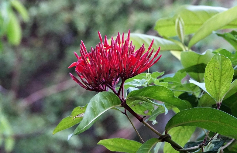 Illicium floridanum