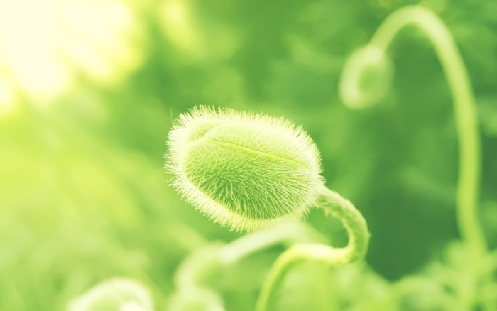 Зеленое растение