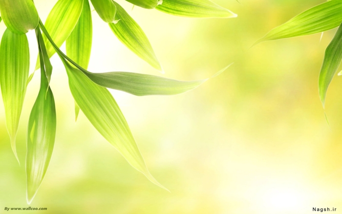 Фреска бамбук