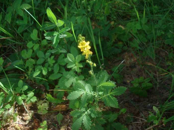 Репешок обыкновенный трава