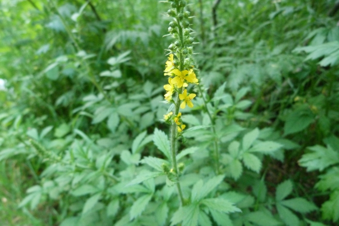 Репешок обыкновенный