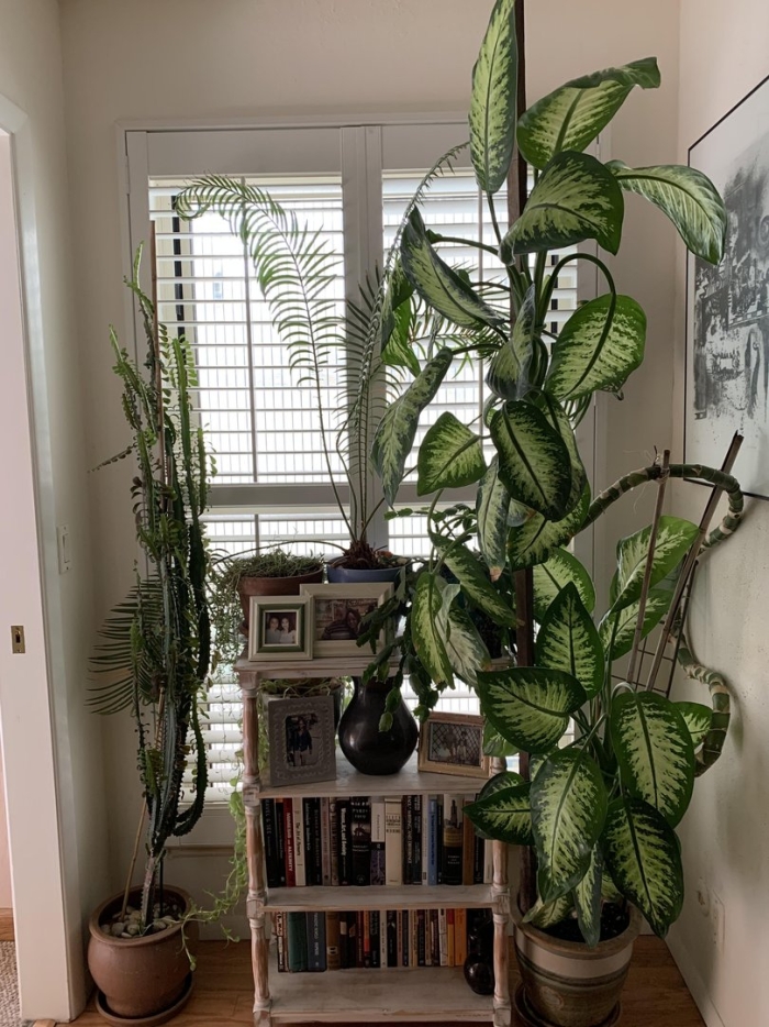 Диффенбахия тропик сноу