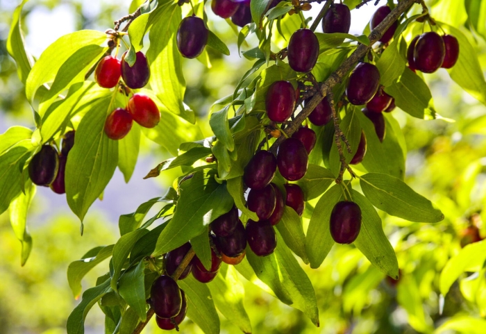 Кизил ягода легенда крыма