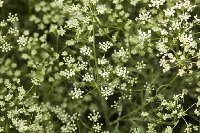 Бедренец анисовый