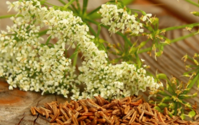 Тмин обыкновенный carum carvi