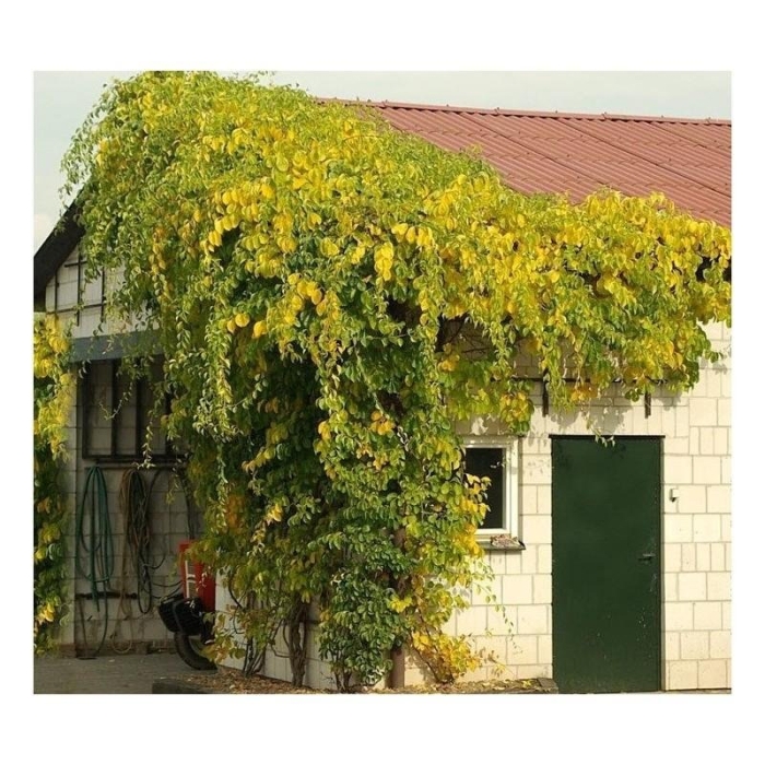 Древогубец круглолистный диана