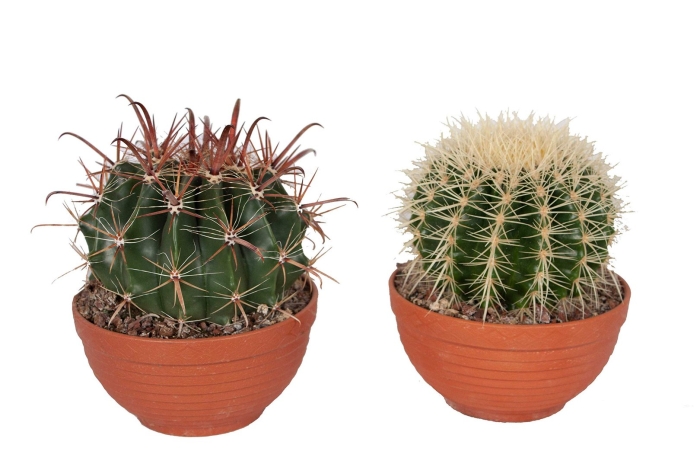 Ferocactus wislizeni