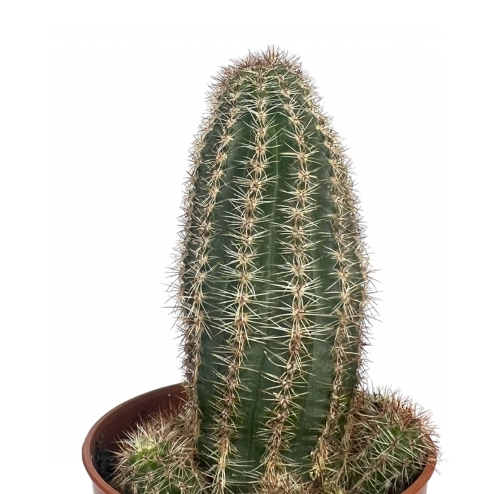 Кактус лобивия