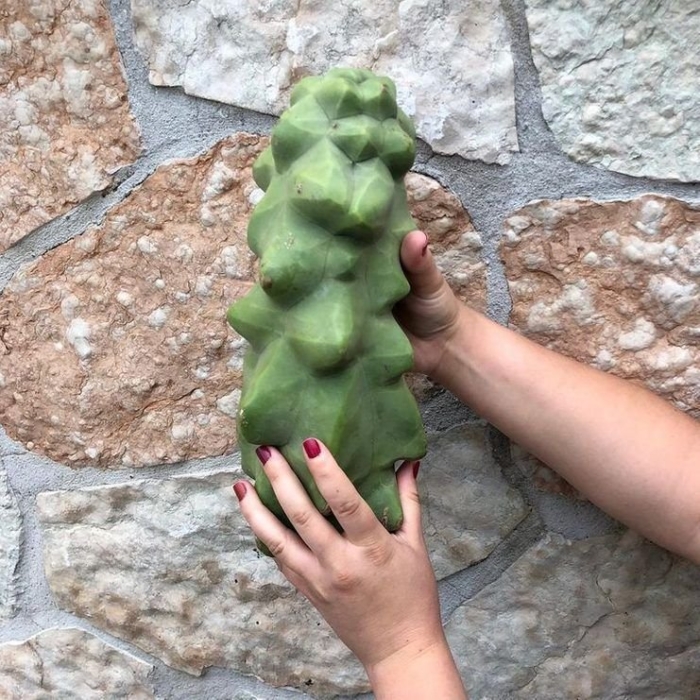 Pachycereus schottii monstrosus