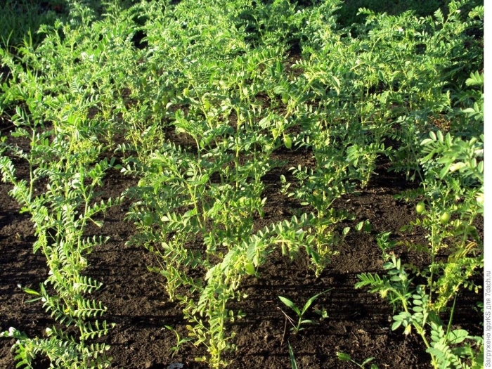 Рассада чечевицы