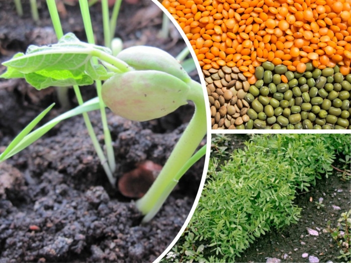 Чечевица растение