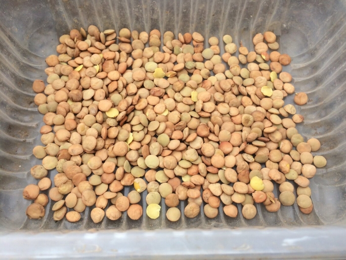 Чечевица крупносеменная семена