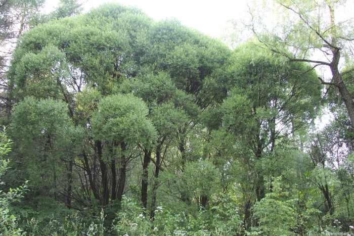 Ива ломкая шаровидная булата