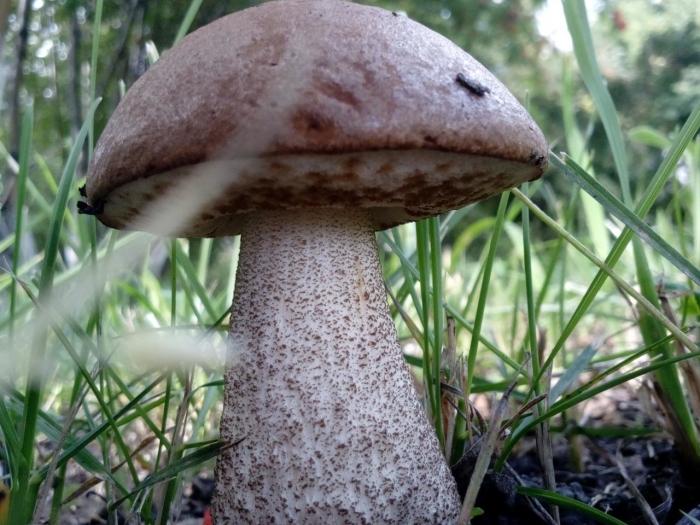 Подберезовик обыкновенный