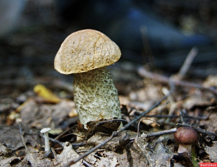 Подберёзовик твердоватый leccinum duriusculum