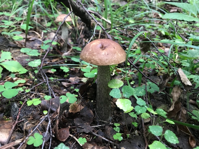 Подберёзовик обыкновенный болетовые