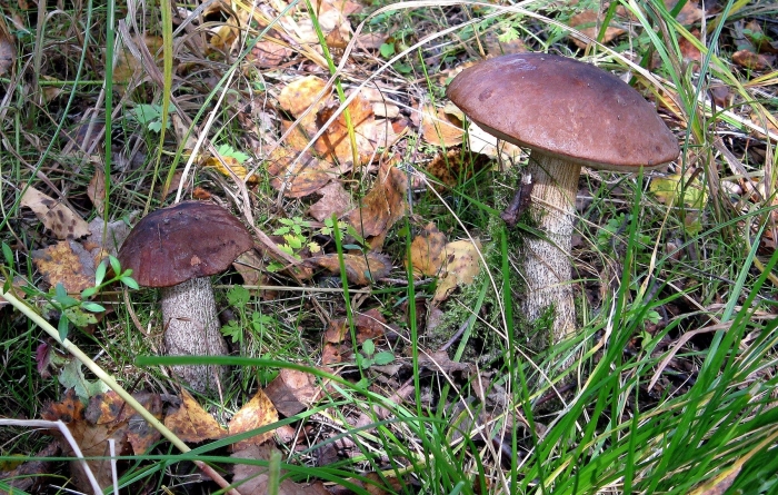 Подберезовик болотный ложный