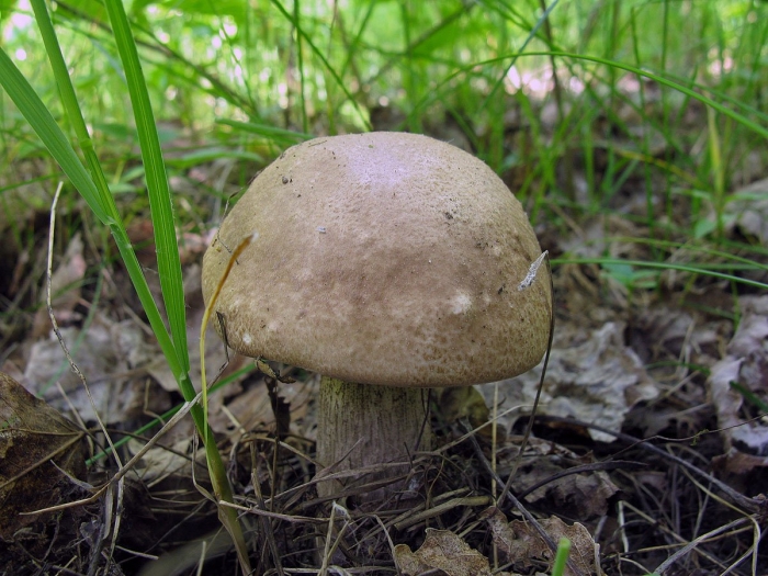 Подберёзовик твердоватый leccinum duriusculum