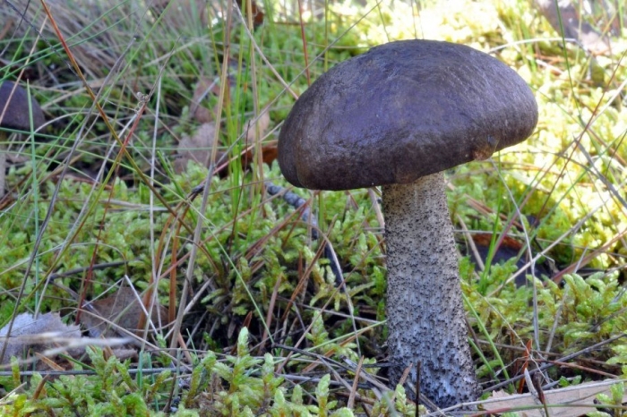 Обабок дальневосточный гриб