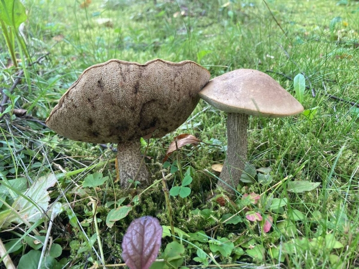 Грибы в калужской области