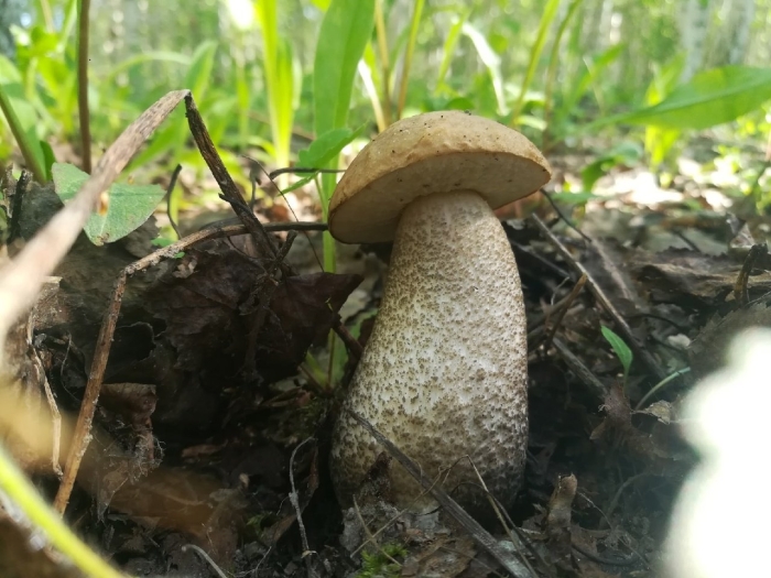 Грибы подосиновики и подберезовики