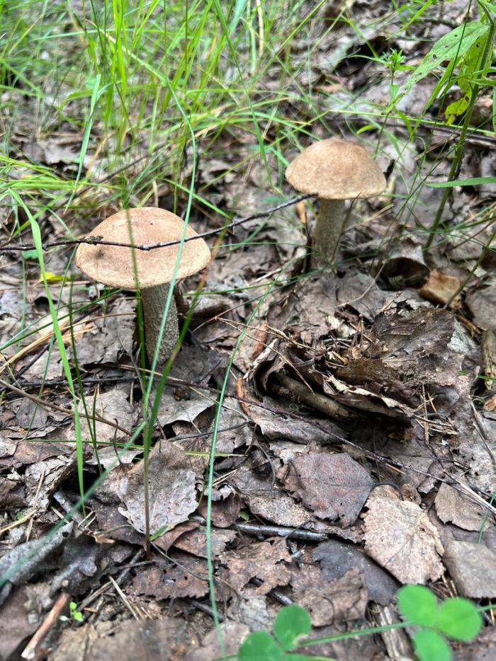 Подберезовик твердоватый