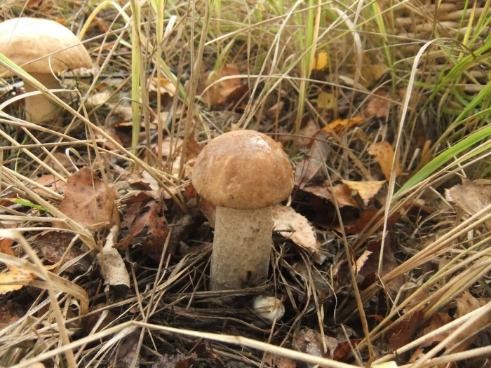 Подберезовик обыкновенный (обабок)