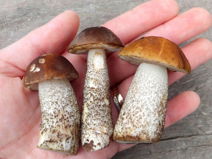 Ложные подосиновики