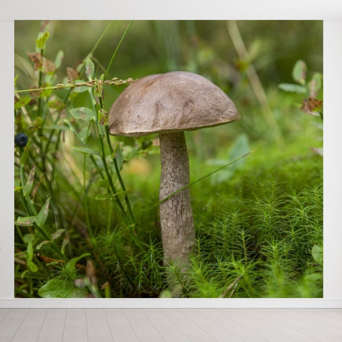 Грибы подберезовики в ленинградской области