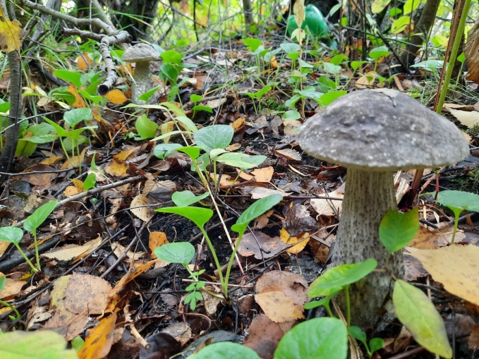 Гриб подберезовик