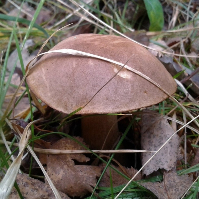 Гриб в лесу