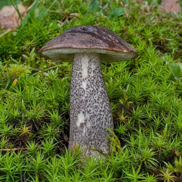 Подберезовик черный