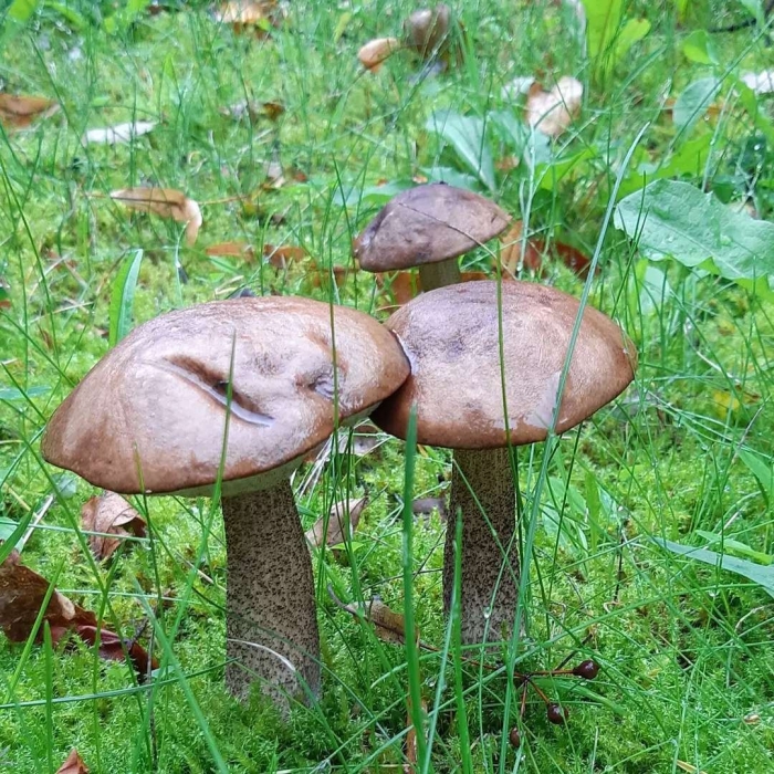 Съедобные грибы подберезовик