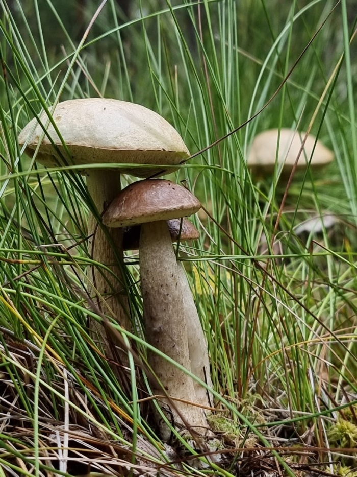 Гриб подберезовик ложный