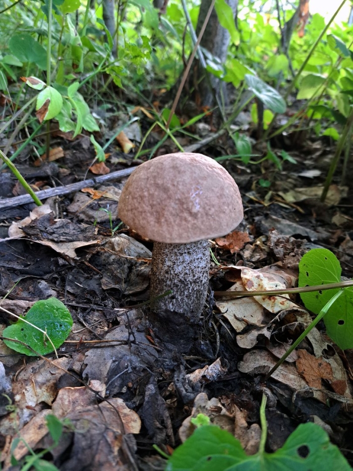 Грибы подосиновики и подберезовики