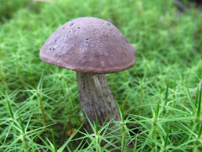 Пластинчатые грибы подберезовик