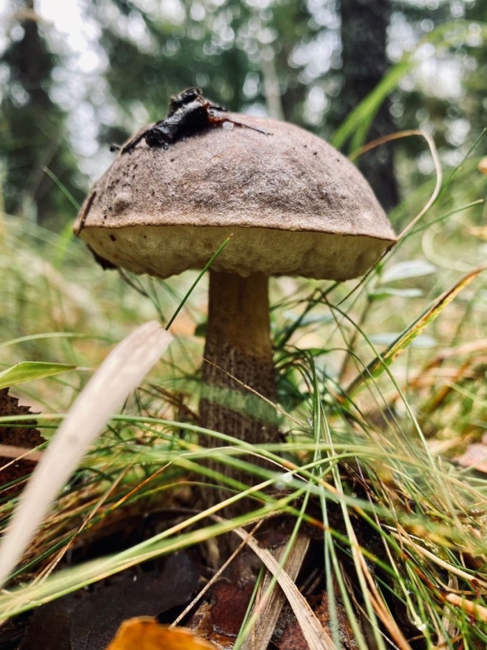 Подберезовик черноголовик