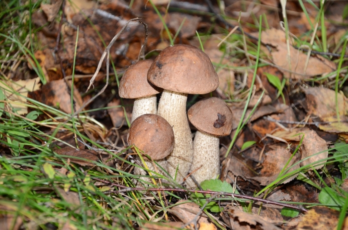 Подберезовик обыкновенный