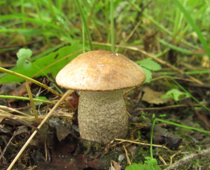 Подосиновики и подберезовики